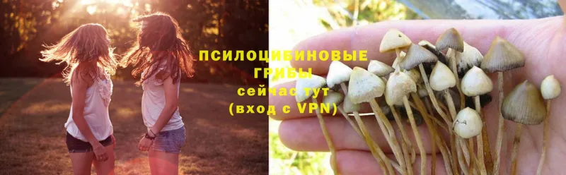 omg сайт  Белокуриха  Псилоцибиновые грибы Psilocybe 